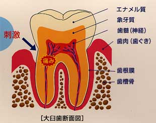 歯の構造は?